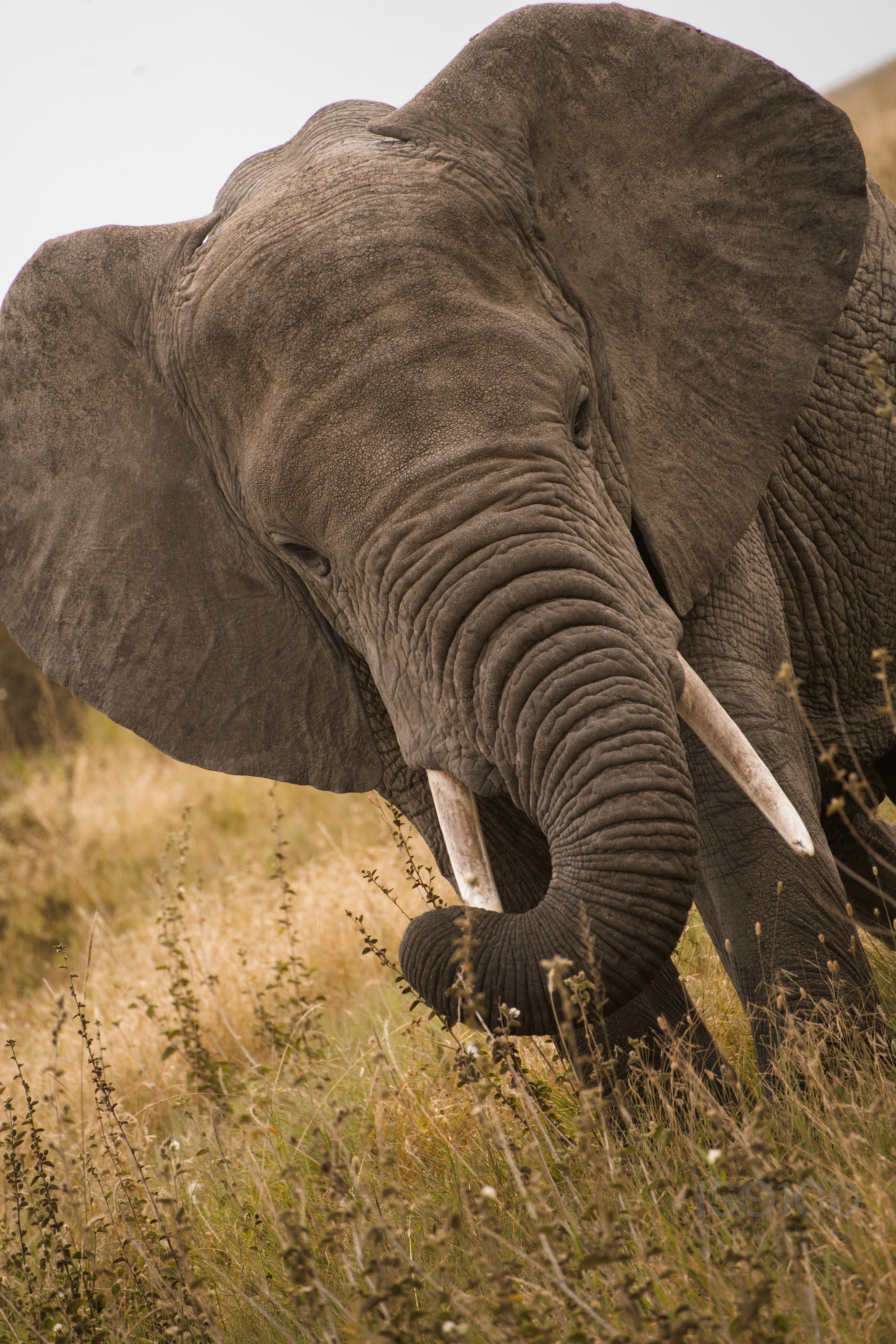 Africa — Tanzania