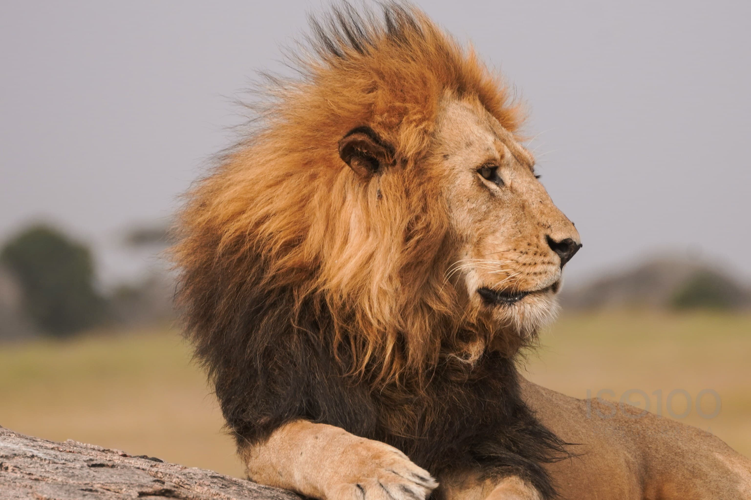 Africa — Tanzania
