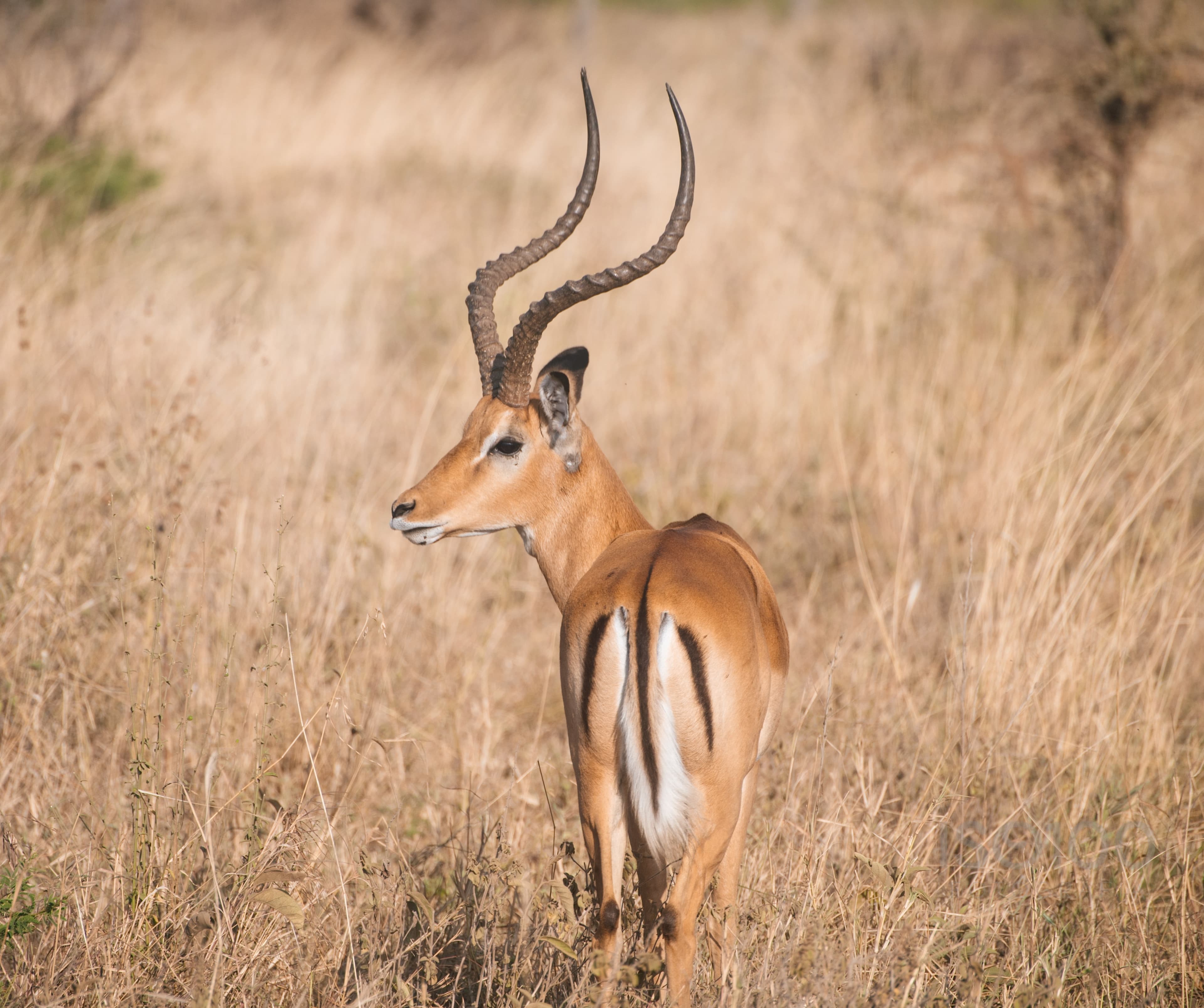Africa — Tanzania