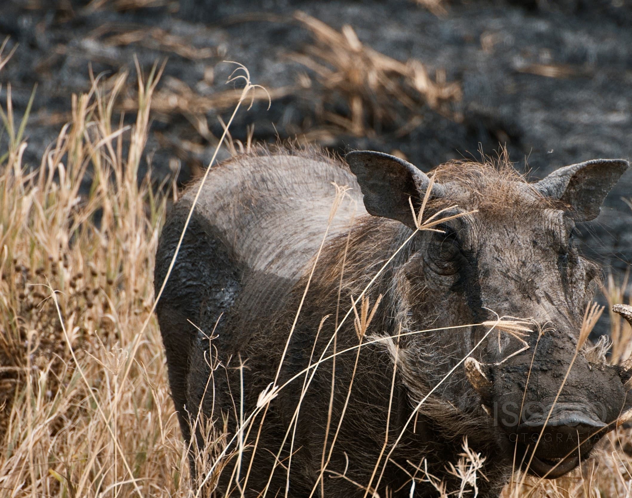 Africa — Tanzania