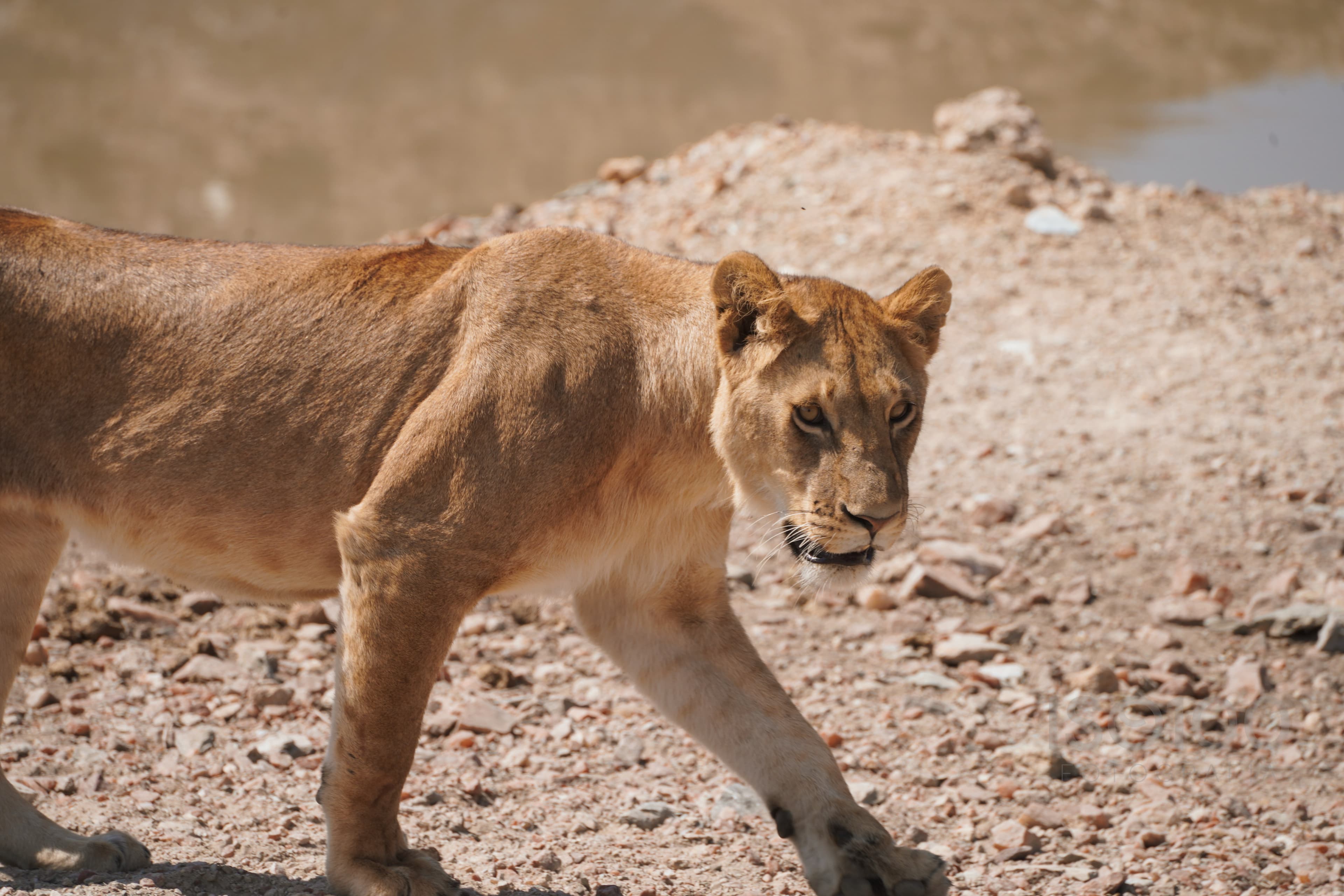 Africa — Tanzania