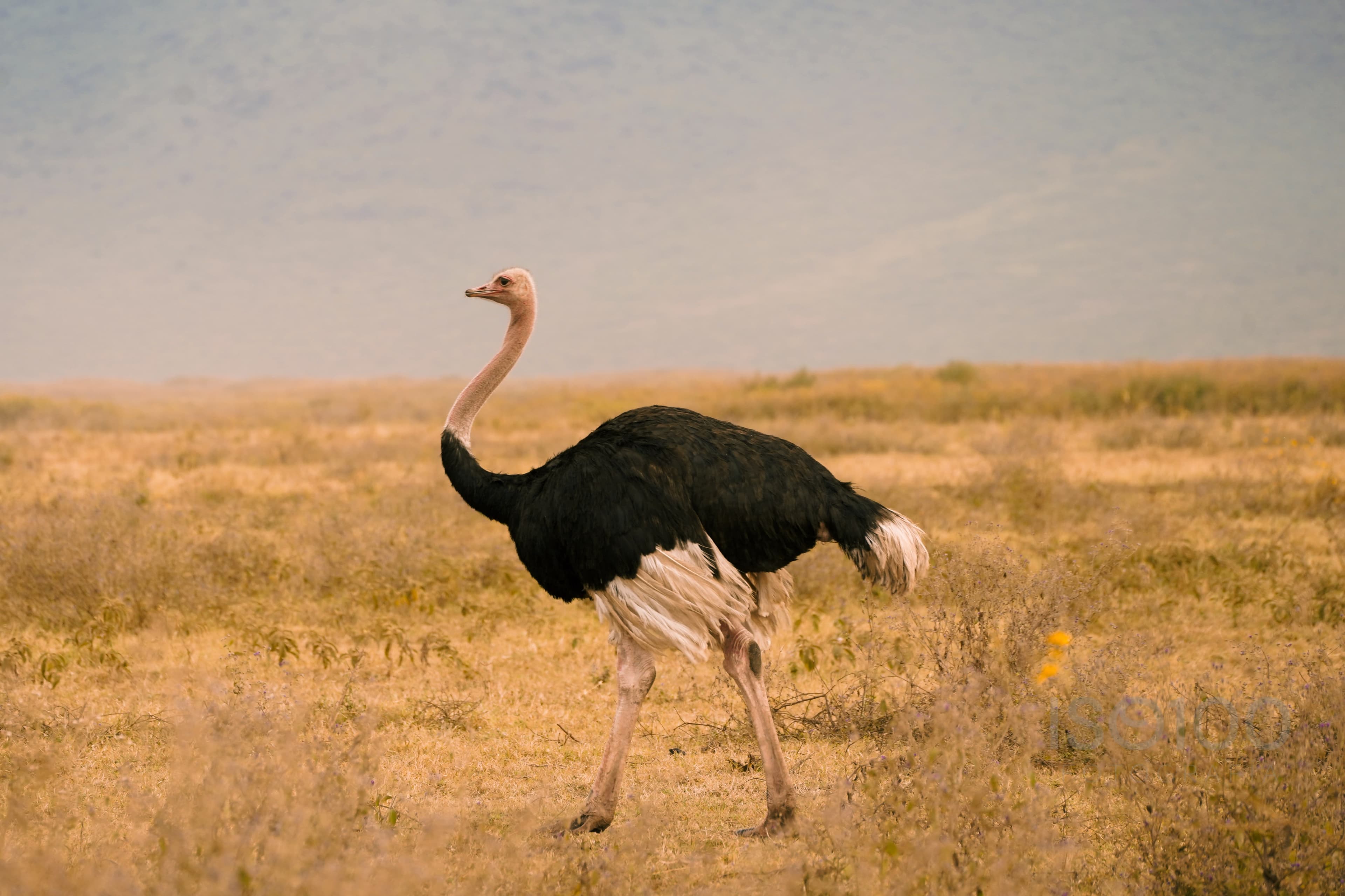 Africa — Tanzania