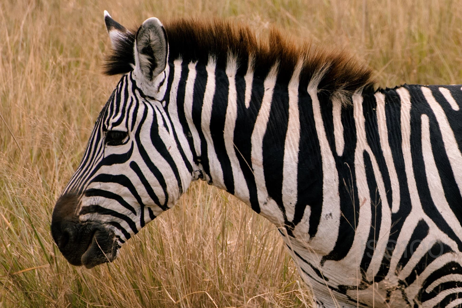 Africa — Tanzania