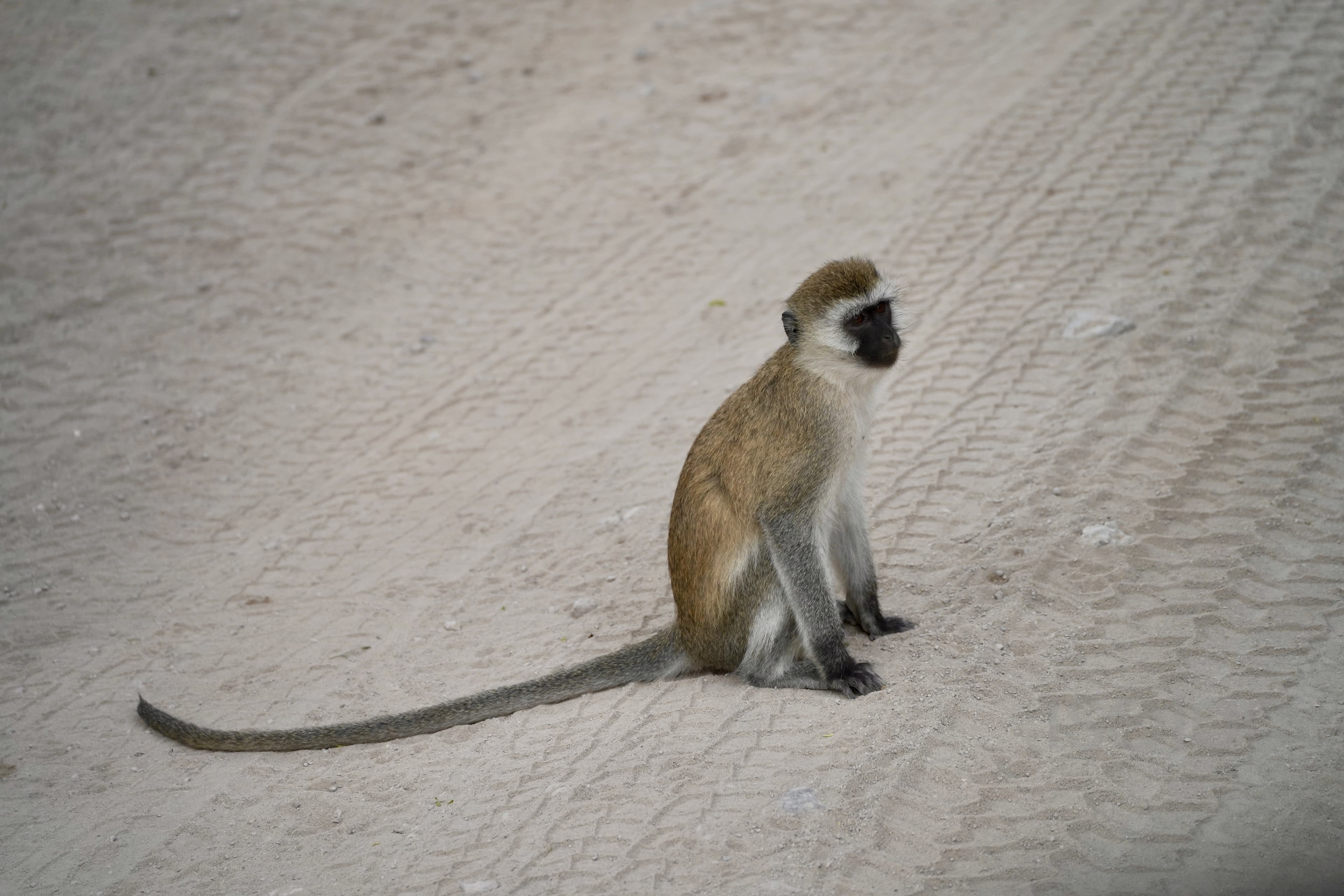 Africa — Tanzania