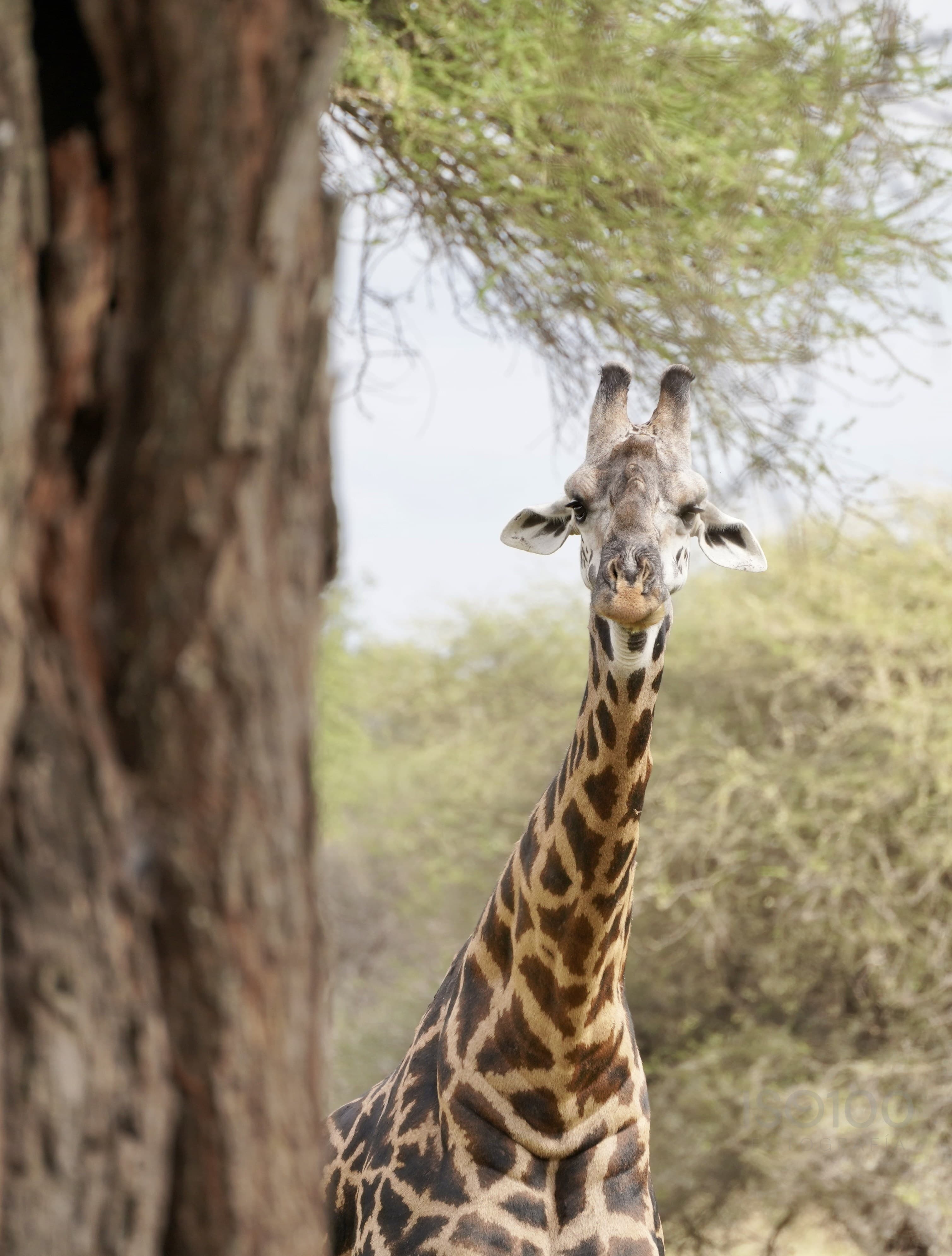 Africa — Tanzania
